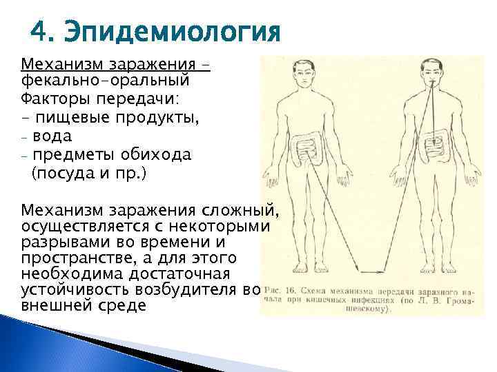 Фекально оральный механизм передачи