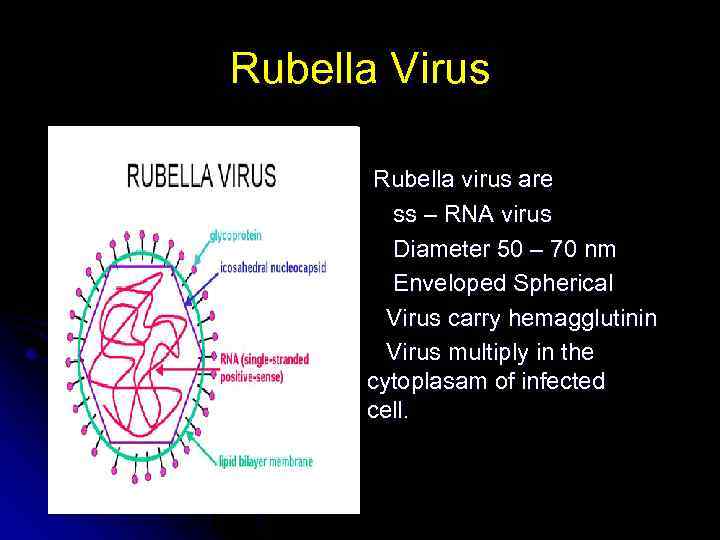 Rubella Virus Rubella virus are ss – RNA virus Diameter 50 – 70 nm