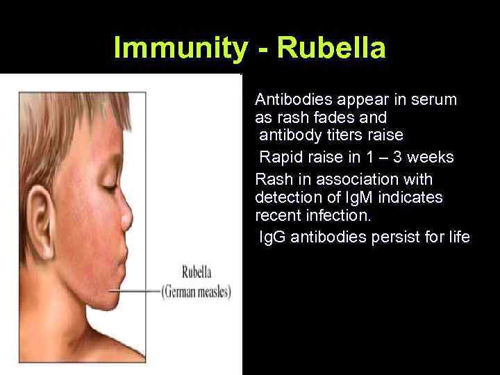 Immunity - Rubella Antibodies appear in serum as rash fades and antibody titers raise