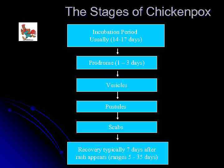 The Stages of Chickenpox Incubation Period Usually (14 -17 days) Prodrome (1 – 3
