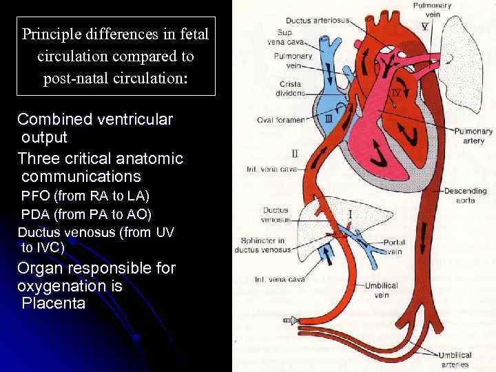 Principle differences in fetal circulation compared to post-natal circulation: Combined ventricular output Three critical