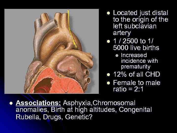 l l Located just distal to the origin of the left subclavian artery 1