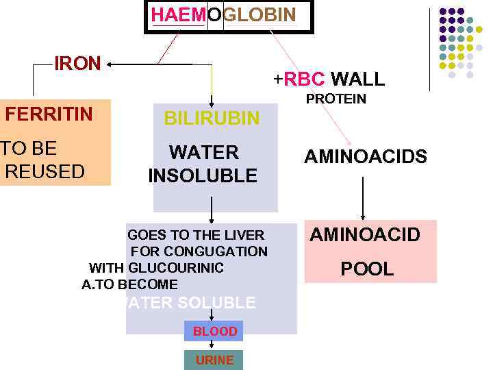 HAEMOGLOBIN IRON FERRITIN TO BE REUSED +RBC WALL PROTEIN BILIRUBIN WATER INSOLUBLE GOES TO