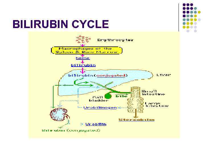 BILIRUBIN CYCLE 
