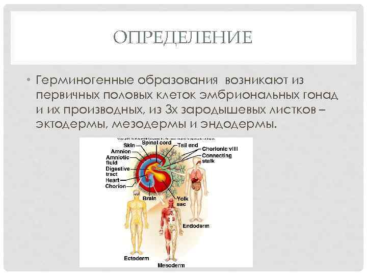 ОПРЕДЕЛЕНИЕ • Герминогенные образования возникают из первичных половых клеток эмбриональных гонад и их производных,