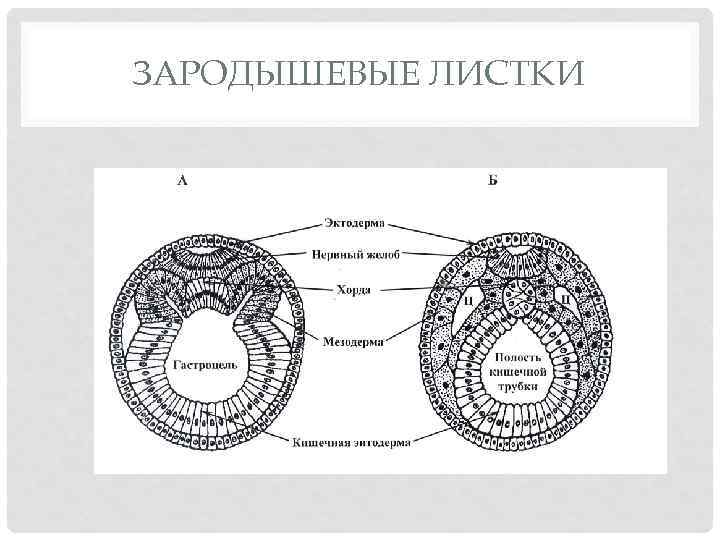 ЗАРОДЫШЕВЫЕ ЛИСТКИ 