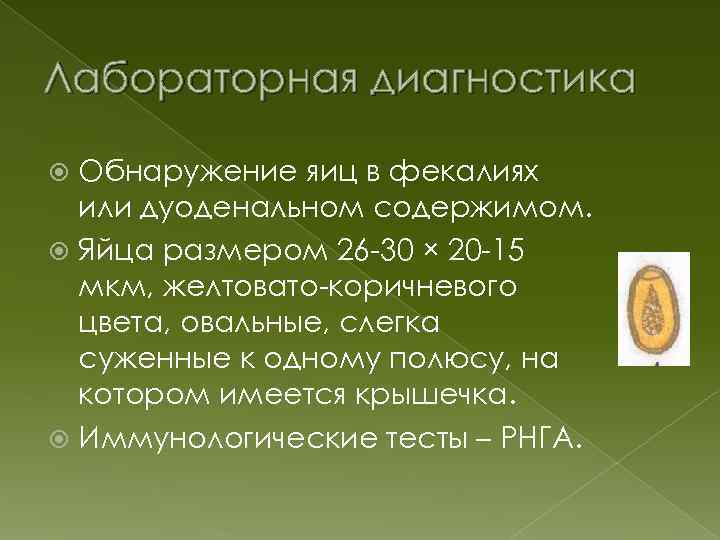 Лабораторная диагностика Обнаружение яиц в фекалиях или дуоденальном содержимом. Яйца размером 26 -30 ×