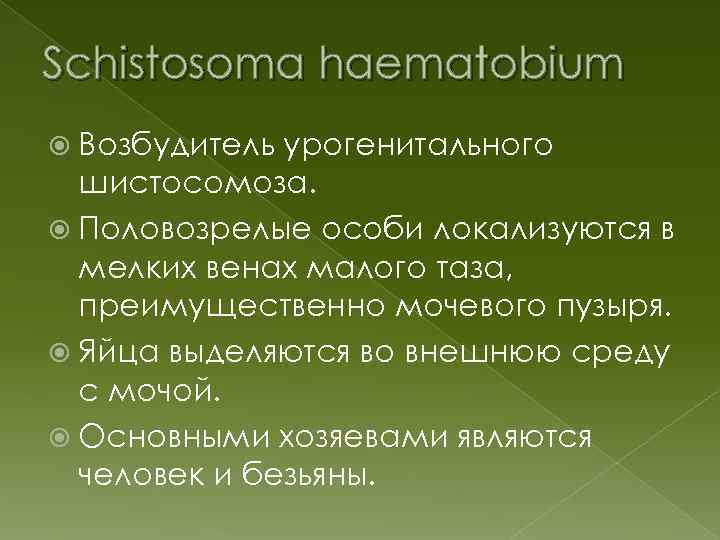 Schistosoma haematobium Возбудитель урогенитального шистосомоза. Половозрелые особи локализуются в мелких венах малого таза, преимущественно