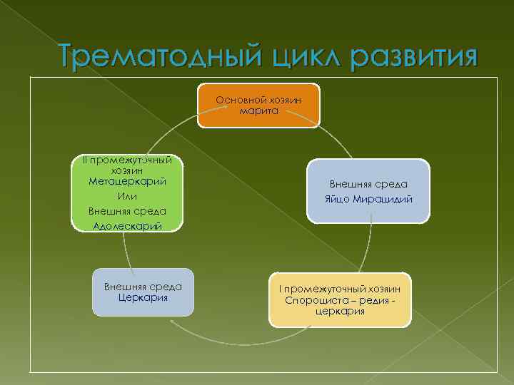 Трематодный цикл развития Основной хозяин марита II промежуточный хозяин Метацеркарий Или Внешняя среда Адолескарий