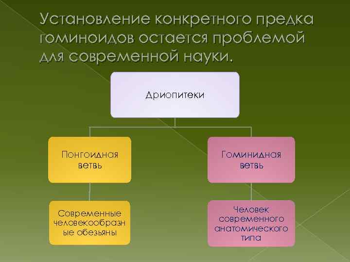 Установление конкретного предка гоминоидов остается проблемой для современной науки. Дриопитеки Понгоидная ветвь Гоминидная ветвь