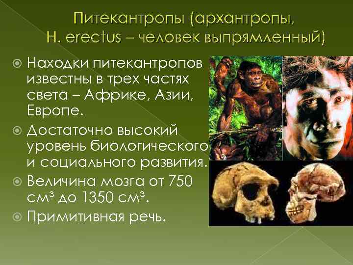 Питекантропы (архантропы, H. erectus – человек выпрямленный) Находки питекантропов известны в трех частях света