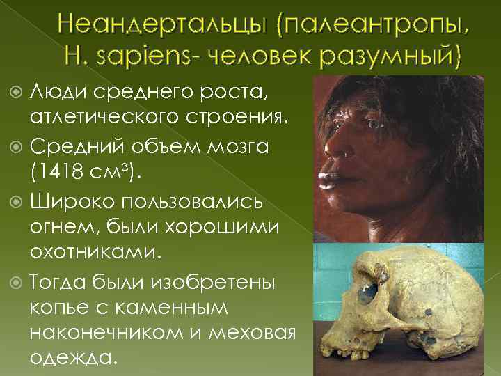 Неандертальцы (палеантропы, H. sapiens- человек разумный) Люди среднего роста, атлетического строения. Средний объем мозга