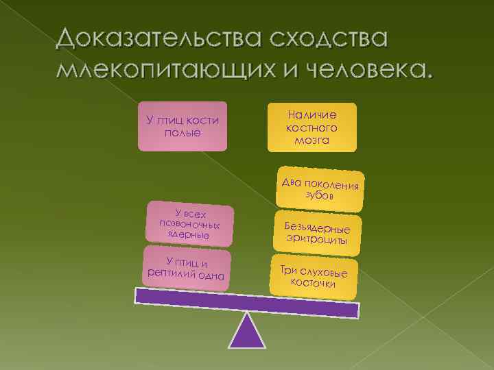 Доказательства сходства млекопитающих и человека. У птиц кости полые Наличие костного мозга Два поколения