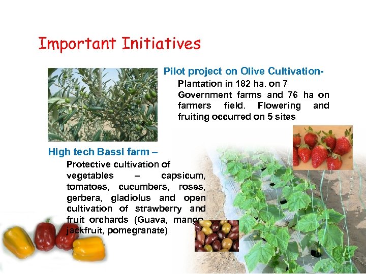Important Initiatives Pilot project on Olive Cultivation- Plantation in 182 ha. on 7 Government