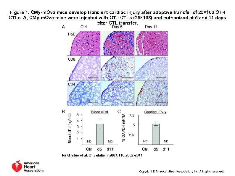 Figure 1. CMy-m. Ova mice develop transient cardiac injury after adoptive transfer of 25×