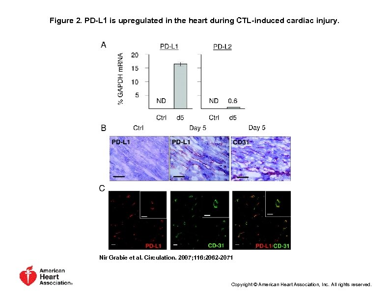 Figure 2. PD-L 1 is upregulated in the heart during CTL-induced cardiac injury. Nir