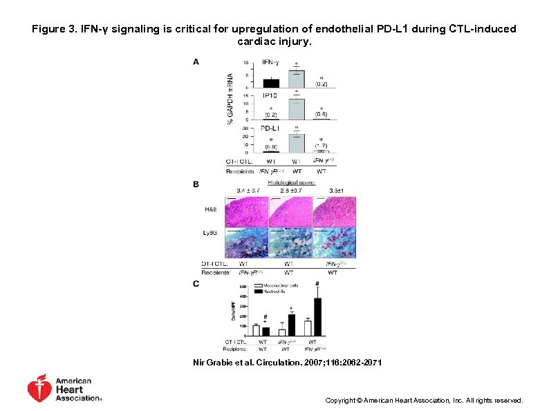 Figure 3. IFN-γ signaling is critical for upregulation of endothelial PD-L 1 during CTL-induced