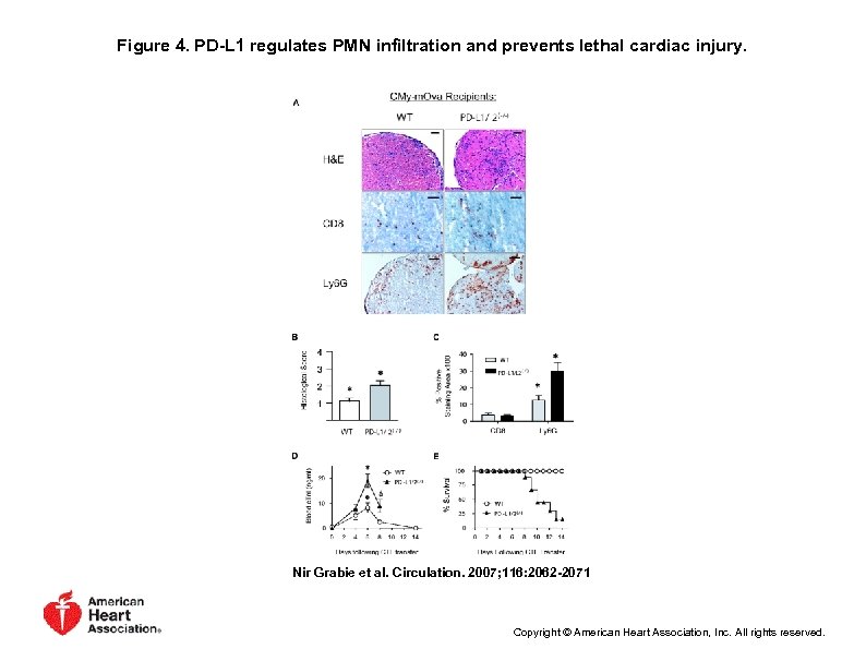 Figure 4. PD-L 1 regulates PMN infiltration and prevents lethal cardiac injury. Nir Grabie