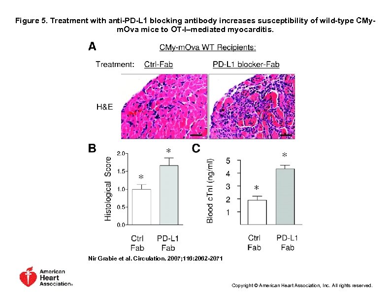 Figure 5. Treatment with anti-PD-L 1 blocking antibody increases susceptibility of wild-type CMym. Ova