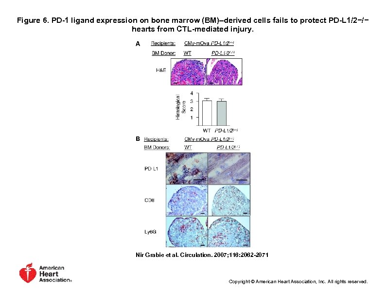 Figure 6. PD-1 ligand expression on bone marrow (BM)–derived cells fails to protect PD-L