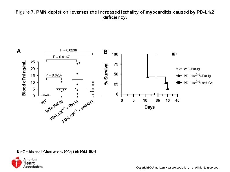 Figure 7. PMN depletion reverses the increased lethality of myocarditis caused by PD-L 1/2