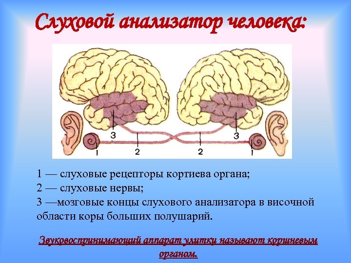 Анализатор слуха. Структура мозга слуховой анализатор. Функция слуховых рецепторов. Слуховой анализатор головной мозг. Слуховой анализатор область коры.