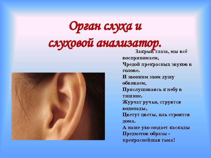 Орган слуха и слуховой анализатор. Закрыв глаза, мы всё воспринимаем, Чредой прекрасных звуков в