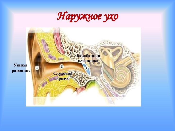 Наружное ухо Ушная раковина Барабанная перепонка Слуховой проход 