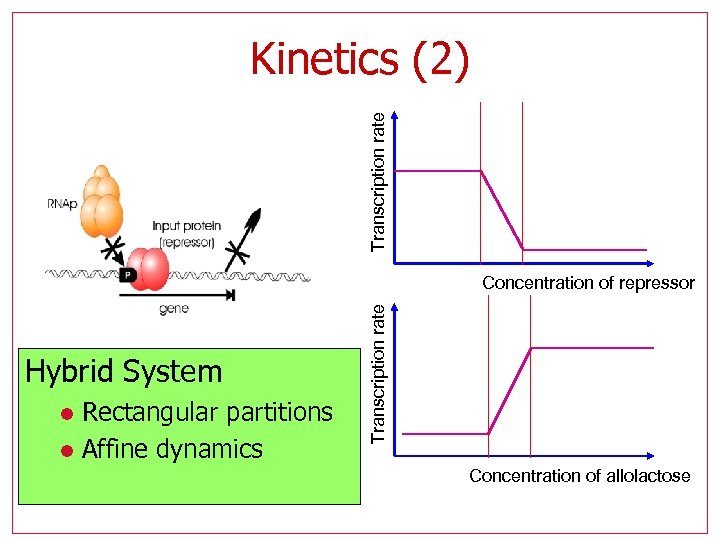 Transcription rate Kinetics (2) Hybrid System Rectangular partitions l Affine dynamics l Transcription rate