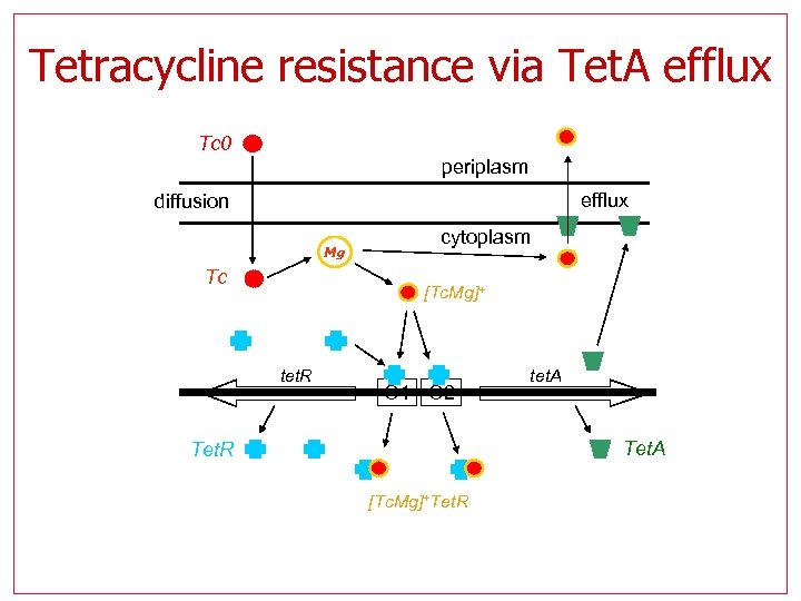 Tetracycline resistance via Tet. A efflux Tc 0 periplasm efflux diffusion Mg Tc cytoplasm