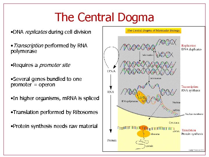 The Central Dogma • DNA replicates during cell division • Transcription performed by RNA