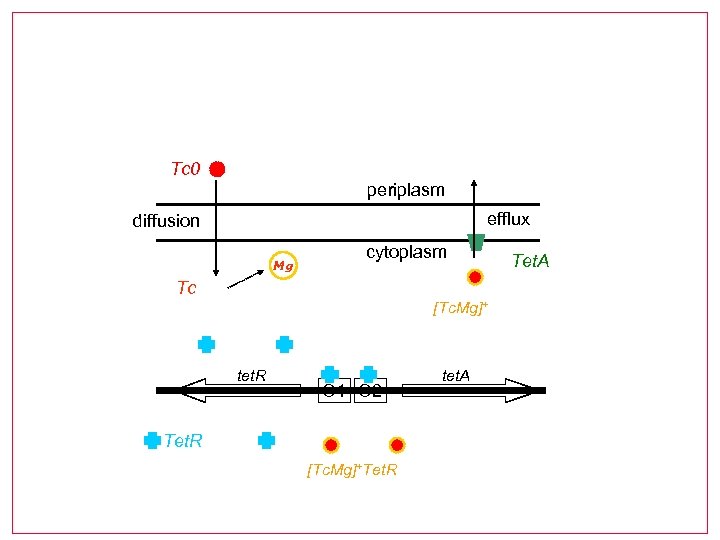 Tc 0 periplasm efflux diffusion Mg cytoplasm Tc [Tc. Mg]+ tet. R O 1
