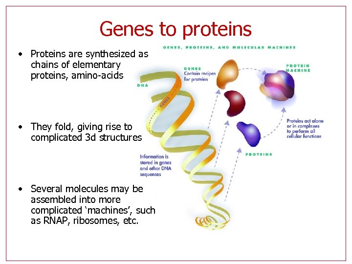 Genes to proteins • Proteins are synthesized as chains of elementary proteins, amino-acids •