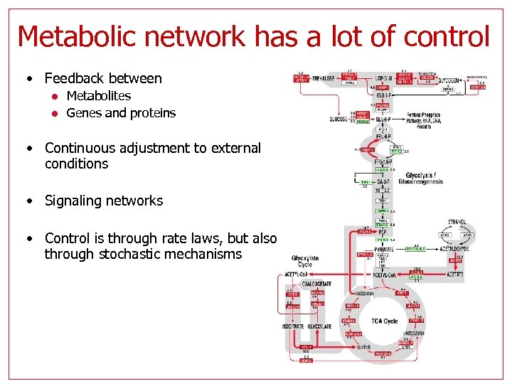 Metabolic network has a lot of control • Feedback between l l Metabolites Genes