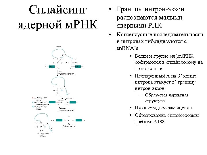 Сплайсинг ядерной м. РНК • Границы интрон-экзон распознаются малыми ядерными РНК • Консенсусные последовательности