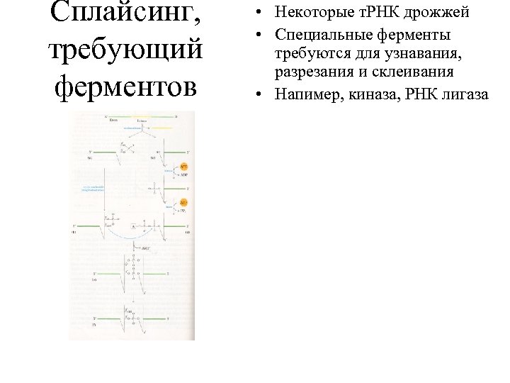 Сплайсинг, требующий ферментов • Некоторые т. РНК дрожжей • Специальные ферменты требуются для узнавания,