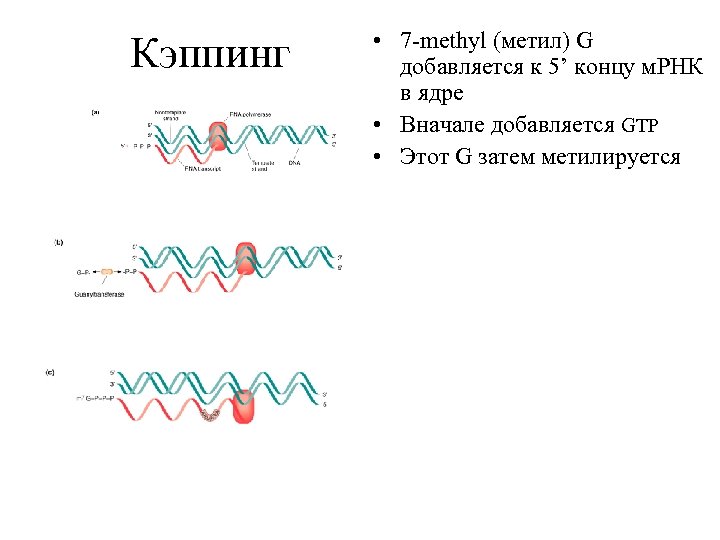 Кэппинг • 7 -methyl (метил) G добавляется к 5’ концу м. РНК в ядре