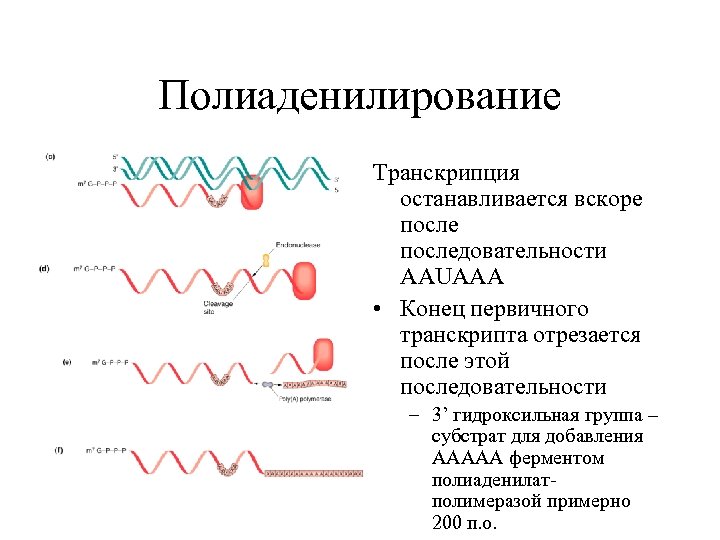 Полиаденилирование Транскрипция останавливается вскоре последовательности AAUAAA • Конец первичного транскрипта отрезается после этой последовательности
