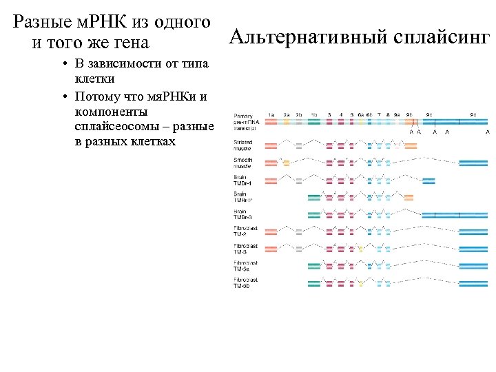 Разные м. РНК из одного Альтернативный сплайсинг и того же гена • В зависимости