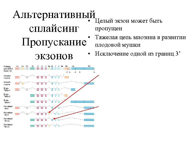 Альтернативный • Целый экзон может быть сплайсинг пропущен • Тяжелая цепь миозина в развитии