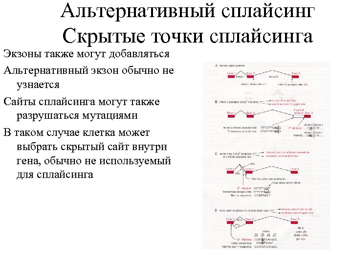 Альтернативный сплайсинг Скрытые точки сплайсинга Экзоны также могут добавляться Альтернативный экзон обычно не узнается