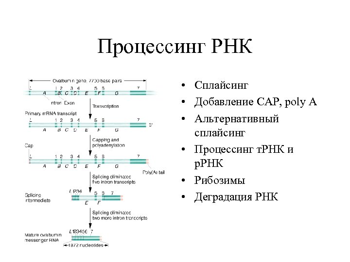 Процессинг РНК • Сплайсинг • Добавление СAP, poly A • Альтернативный сплайсинг • Процессинг