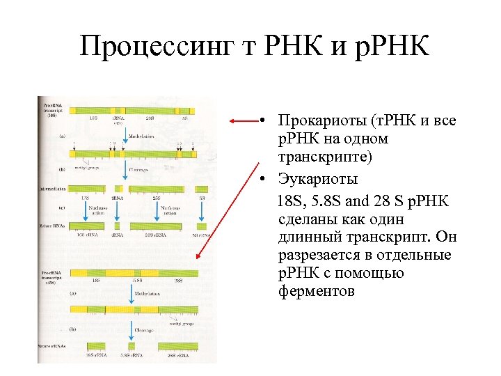 Процессинг т РНК и р. РНК • Прокариоты (т. РНК и все р. РНК