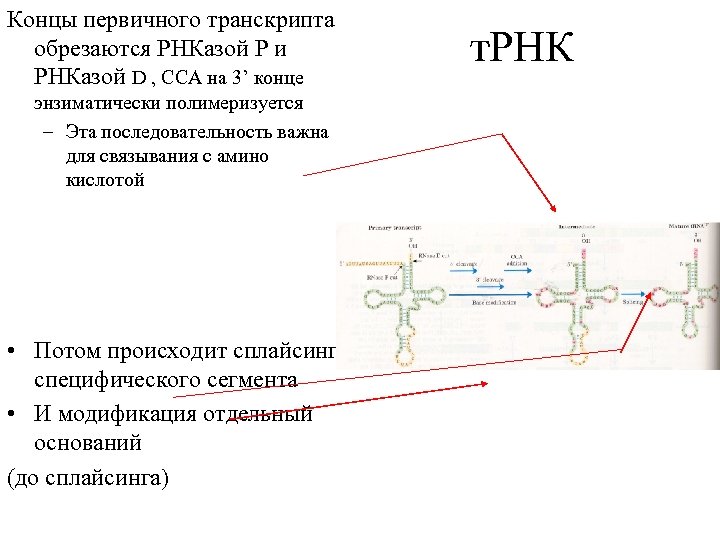 Концы первичного транскрипта обрезаются РНКазой Р и РНКазой D , CCA на 3’ конце