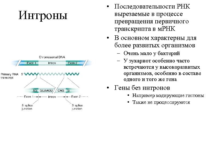 Интроны • Последовательности РНК вырезаемые в процессе превращения первичного транскрипта в м. РНК •