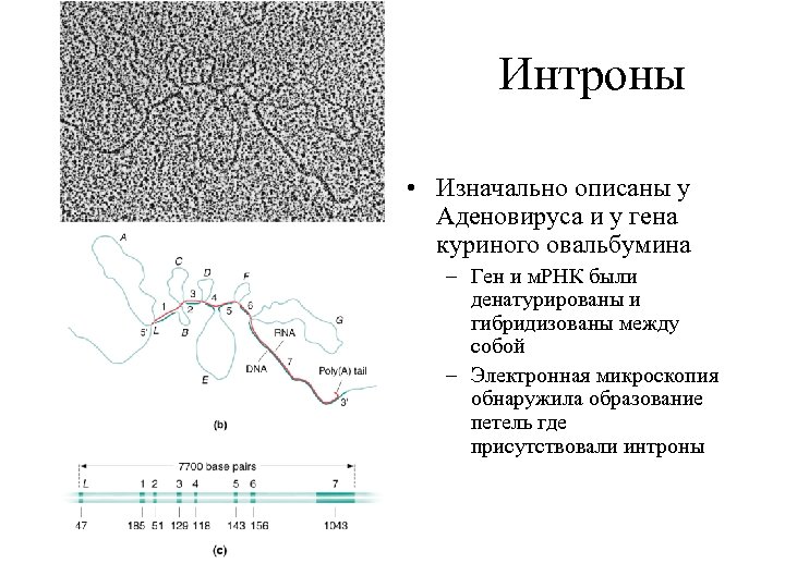 Интроны • Изначально описаны у Аденовируса и у гена куриного овальбумина – Ген и