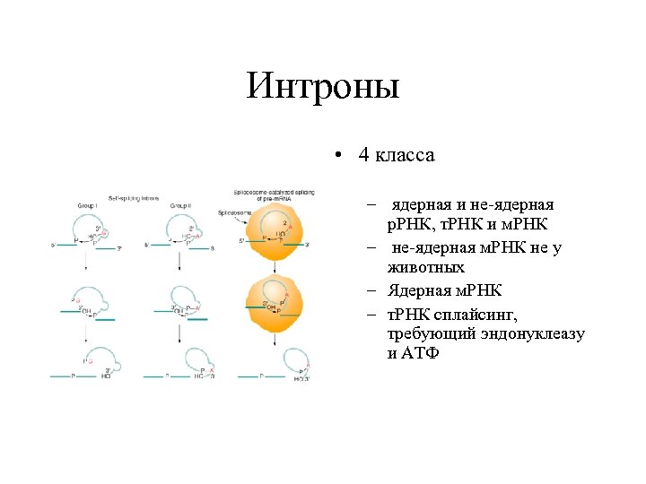 Интроны • 4 класса – ядерная и не-ядерная р. РНК, т. РНК и м.