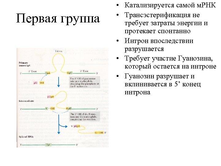 Первая группа • Катализируется самой м. РНК • Трансэстерификация не требует затраты энергии и