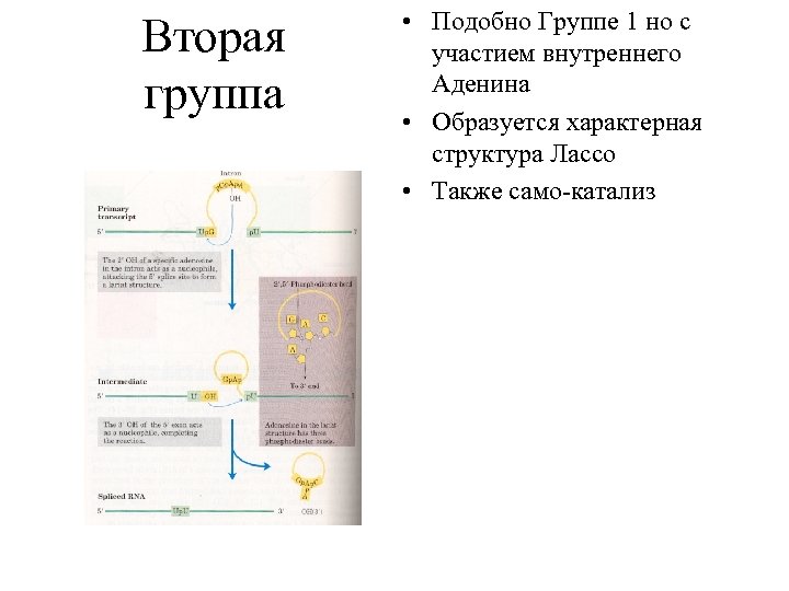 Вторая группа • Подобно Группе 1 но с участием внутреннего Аденина • Образуется характерная