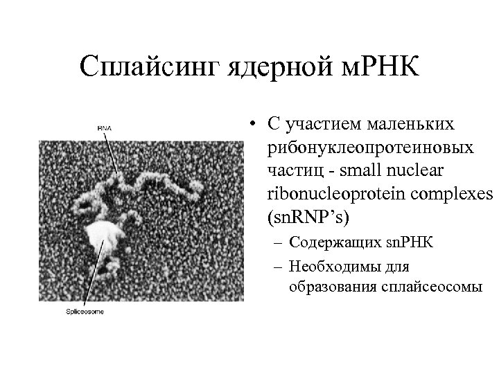 Сплайсинг ядерной м. РНК • С участием маленьких рибонуклеопротеиновых частиц - small nuclear ribonucleoprotein